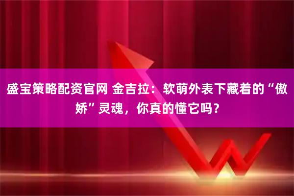 盛宝策略配资官网 金吉拉：软萌外表下藏着的“傲娇”灵魂，你真的懂它吗？